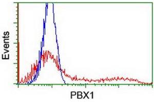 Image no. 3 for anti-Pre-B-Cell Leukemia Homeobox Protein 1 (PBX1) antibody (ABIN1500044) (PBX1 anticorps)