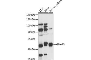 Western blot analysis of extracts of various cell lines, using GN antibody (ABIN7267536) at 1:1000 dilution. (GNA15 anticorps  (AA 112-374))