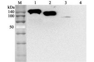 Western blot analysis using anti-ACE2 (human), mAb (AC384)  at 1:2'000 dilution. (ACE2 anticorps)