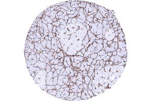 Collagen IV positive membranes surround pancreatic acini.