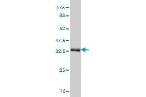 Western Blot detection against Immunogen (37.
