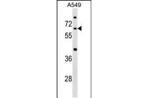 Western blot analysis in A549 cell line lysates (35ug/lane). (CDC14A anticorps  (C-Term))