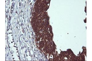 Image no. 1 for anti-BCL2-Like 1 (BCL2L1) antibody (ABIN1496842) (BCL2L1 anticorps)