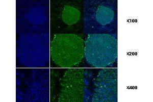 Immunofluorescence (IF) image for anti-Heat Shock Protein 90kDa beta (Grp94), Member 1 (HSP90B1) (AA 676-803) antibody (ABIN317570)