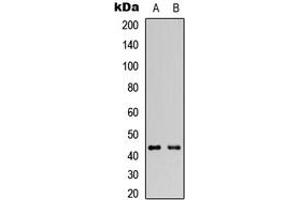 Western blot analysis of GATA1 expression in HeLa (A), HEK293T (B) whole cell lysates. (GATA1 anticorps  (C-Term))