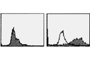 Flow Cytometry (FACS) image for anti-Tumor Necrosis Factor Receptor Superfamily, Member 13C (TNFRSF13C) antibody (ABIN1449226)