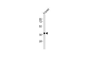 Anti-SH3GL3 Antibody (C-term)at 1:2000 dilution + human brain lysates Lysates/proteins at 20 μg per lane. (SH3GL3 anticorps  (C-Term))