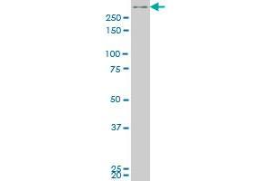 SMG1 monoclonal antibody (M04), clone 2B10 Western Blot analysis of SMG1 expression in Hela S3 NE . (SMG1 anticorps  (AA 2922-3031))