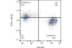 Flow cytometry analysis (intracellular staining) of NTAL in human peripheral blood lymphocytes using anti-NTAL (NAP-07) PE.