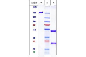 Anti-IgE Reference Antibody (talizumab) on SDS-PAGE under reducing (R) condition. (Recombinant IgE (Talizumab Biosimilar) anticorps)