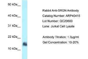 WB Suggested Anti-SRGN Antibody   Titration: 1. (SRGN anticorps  (N-Term))