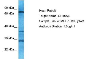 Host: Rabbit Target Name: OR10A6 Sample Type: MCF7 Whole Cell lysates Antibody Dilution: 1.
