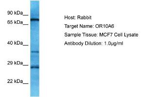 Host: Rabbit Target Name: OR10A6 Sample Type: MCF7 Whole Cell lysates Antibody Dilution: 1. (OR10A6 anticorps  (C-Term))