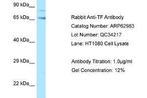 Western Blotting (WB) image for anti-Transferrin (TF) (C-Term) antibody (ABIN2789320) (Transferrin anticorps  (C-Term))