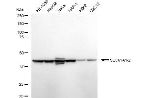 Western blotting analysis using SEC61A1/2 antibody (ABIN7800968). (Recombinant SEC61A1/2 anticorps)