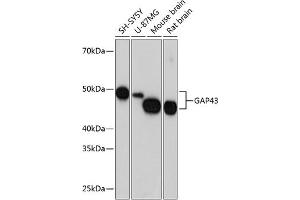 Western blot analysis of extracts of various cell lines, using G antibody (ABIN7267515) at 1:1000 dilution. (GAP43 anticorps)