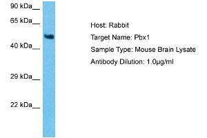 Host: Mouse Target Name: PBX1 Sample Tissue: Mouse Brain Antibody Dilution: 1ug/ml (PBX1 anticorps  (N-Term))