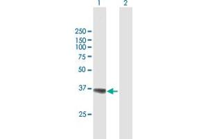 Western Blot analysis of AKR1A1 expression in transfected 293T cell line by AKR1A1 MaxPab polyclonal antibody.