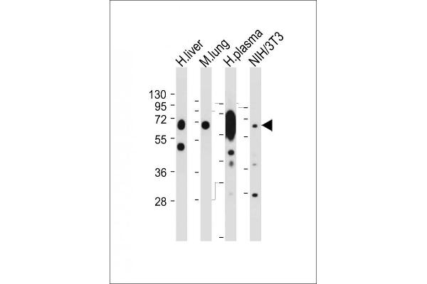 LGALS3BP antibody  (AA 383-412)