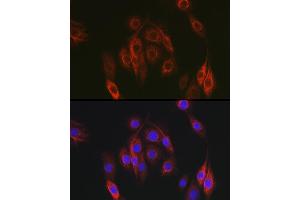 Immunofluorescence analysis of PC-12 cells using NEDD9 Rabbit pAb (ABIN3023330, ABIN3023331, ABIN3023332 and ABIN6219606) at dilution of 1:100 (40x lens).