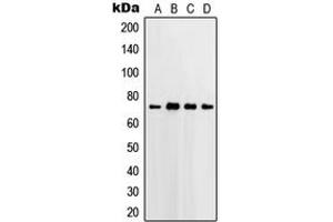 Western blot analysis of PGHS-2 expression in HeLa (A), Jurkat (B), Raw264. (PTGS2 anticorps  (C-Term))
