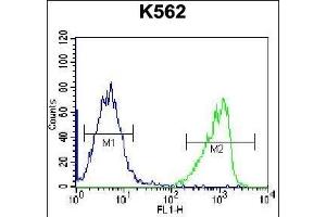 GIF Antibody (Center) (ABIN656899 and ABIN2846098) flow cytometric analysis of K562 cells (right histogram) compared to a negative control cell (left histogram). (Intrinsic Factor anticorps  (AA 189-218))
