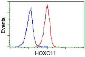 Image no. 2 for anti-Homeobox C11 (HOXC11) antibody (ABIN1498706)