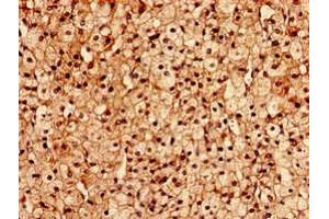 Immunocytochemistry analysis of human adrenal gland tissue using ABIN7153269 at dilution of 1:100