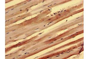 Immunohistochemistry of paraffin-embedded human skeletal muscle tissue using ABIN7165933 at dilution of 1:100