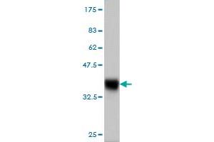 Western Blot detection against Immunogen (36.