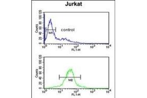 RSPO4 Antibody (C-term) (ABIN651898 and ABIN2840444) flow cytometric analysis of Jurkat cells (bottom histogram) compared to a negative control cell (top histogram).