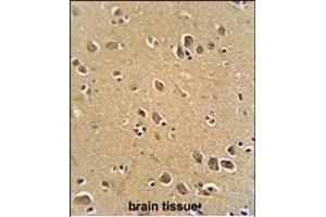 RFT1 antibody (C-term) (ABIN654046 and ABIN2843951) immunohistochemistry analysis in formalin fixed and paraffin embedded human brain tissue followed by peroxidase conjugation of the secondary antibody and DAB staining.