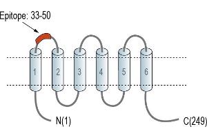 Representative domain view of the target of ABIN7581992. (TMEM150C anticorps  (Extracellular, Loop 1))