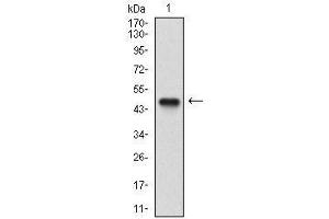 Western blot analysis using NBN mAb against human NBN (AA: 467-615) recombinant protein.