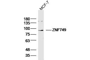 MCF-7 lysates probed with ZNF749 Polyclonal Antibody, Unconjugated  at 1:300 dilution and 4˚C overnight incubation.