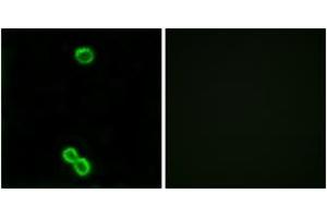 Immunofluorescence (IF) image for anti-Ribosomal Protein L3-Like (RPL3L) (AA 211-260) antibody (ABIN2879178) (RPL3L anticorps  (AA 211-260))
