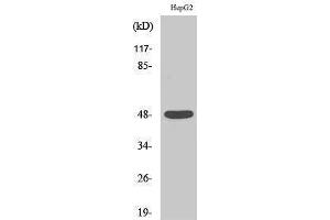 Western Blotting (WB) image for anti-Enolase (C-Term) antibody (ABIN3184489) (Enolase anticorps  (C-Term))