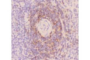 IHC-F staining of rat spleen tissue (CD3 epsilon anticorps  (AA 23-207))