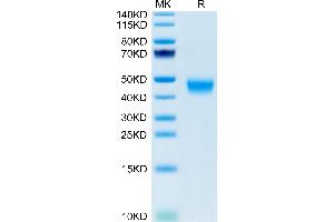 Mouse GPA34/VSIG1 on Tris-Bis PAGE under reduced condition.