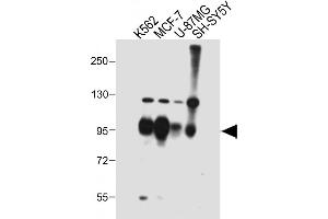 All lanes : Anti-SEC Antibody (C-term) at 1:2000 dilution Lane 1: K562 whole cell lysate Lane 2: MCF-7 whole cell lysate Lane 3: U-87MG whole cell lysate Lane 4: SH-SY5Y whole cell lysate Lysates/proteins at 20 μg per lane. (SEMA4C anticorps  (AA 792-821))