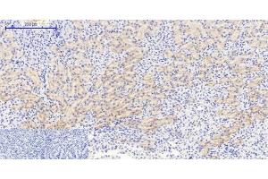 Immunohistochemistry of paraffin-embedded Mouse kidney tissue using Phospho-IkB alpha (Ser32/S36) Polyclonal Antibody at dilution of 1:200