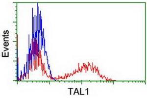 Image no. 2 for anti-T-Cell Acute Lymphocytic Leukemia 1 (TAL1) antibody (ABIN1501292) (TAL1 anticorps)