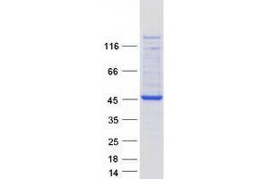 Validation with Western Blot