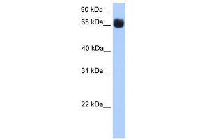 WB Suggested Anti-ZNF433 Antibody Titration:  0. (ZNF433 anticorps  (N-Term))