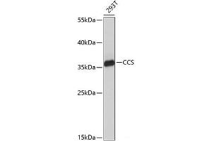 Western blot analysis of extracts of 293T cells using CCS Polyclonal Antibody at dilution of 1:1000. (Superoxide dismutase copper chaperone anticorps)