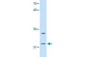 Western Blot analysis of HepG2 cell lysate with C21orf33 polyclonal antibody  at 2. (C21orf33 anticorps  (N-Term))