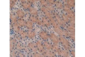 Used in DAB staining on fromalin fixed paraffin- embedded kidney tissue (Acyp2 anticorps  (AA 2-106))