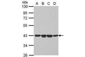 Image no. 1 for anti-Neutrophil Cytosolic Factor 4, 40kDa (NCF4) (AA 1-298) antibody (ABIN1499650)