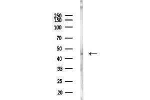 anti-Testis Expressed 9 (TEX9) antibody