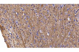 Detection of MOG in Mouse Cerebellum Tissue using Polyclonal Antibody to Myelin Oligodendrocyte Glycoprotein (MOG) (MOG anticorps  (AA 29-153))
